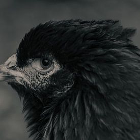 Schwarzes Huhn in Schwarz-Weiß von Jolanda de Jong-Jansen