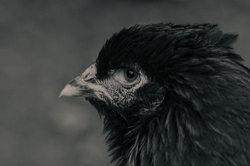 Zwarte kip in het zwartwit