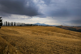Cypress trees in a cloudy Tuscan landscape