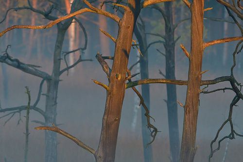 Herfst in de heide