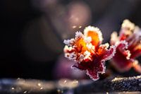 De pracht van de bevroren bloem van de Japanse sierkwee van dichtbij.