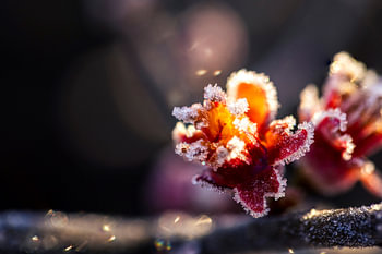 The splendor of the frozen flower of the Japanese ornamental cuckoo from up close.