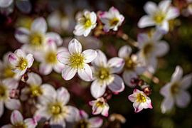 White Stonebread by Rob Boon