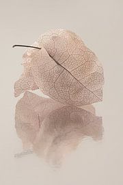 Bougainvillea-Blätter spiegeln sich in der Bodenoberfläche von Marjolijn van den Berg