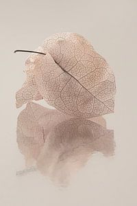 Bougainvillea-Blätter spiegeln sich in der Bodenoberfläche
