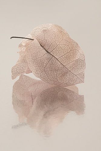 Blaadjes van de Bougainvillea weerspiegelen in het grondoppervlak