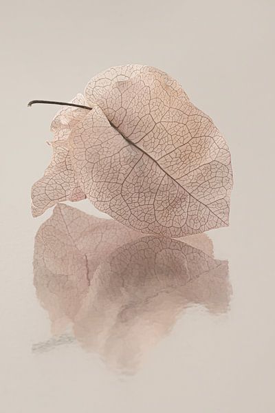 Bougainvillea leaves reflect in the ground surface by Marjolijn van den Berg