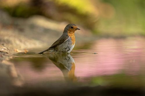Roodborst in t water