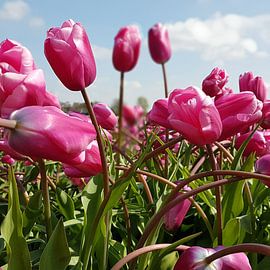Tulips by Ton van Waard - Pro-Moois