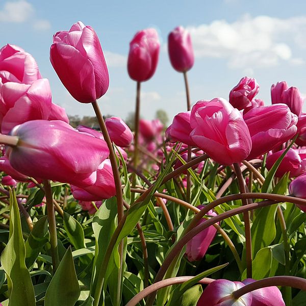 Tulpen van Ton van Waard - Pro-Moois