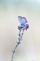 Schmetterling.