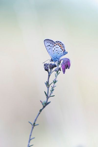 Schmetterling. von Francis Dost