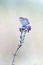 Schmetterling. von Francis Dost Miniaturansicht