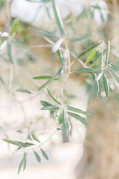 Olijftak | Details van een olijfboom in Spanje | Botanische pastel foto print van Milou van Ham