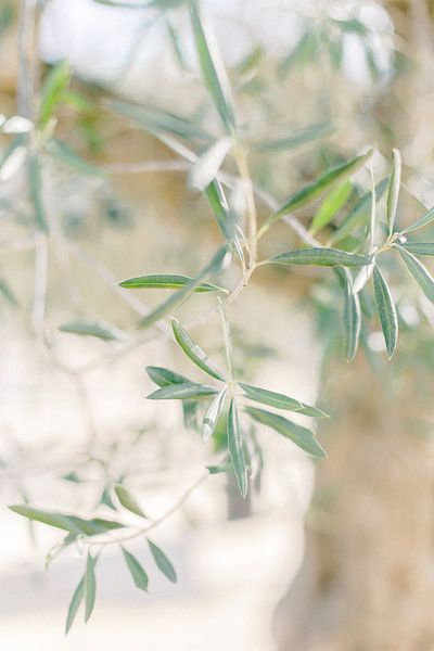 Branche d'olivier | Détails d'un olivier en Espagne | Photographie pastel botanique par Milou van Ham