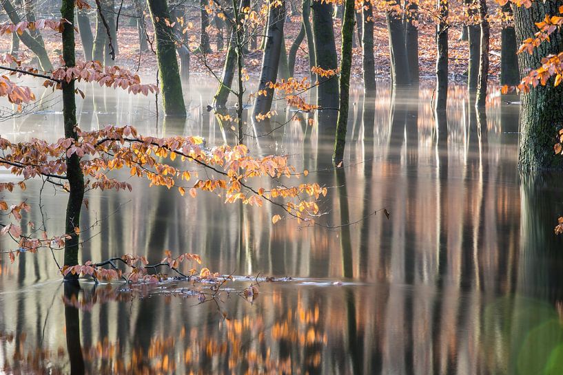 Flooded autumn forest on the Veluwe! by Peter Haastrecht, van