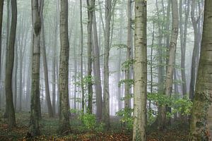 Im Nebelwald