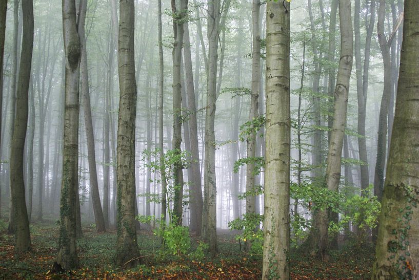 In the foggy forest by Norbert Sülzner