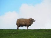 Sheep standing alone in the wind on the sea dike near the Wadden Sea by Helene Ketzer thumbnail