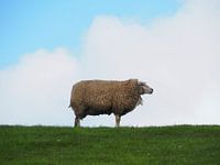 Sheep standing alone in the wind on the sea dike near the Wadden Sea