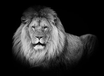 Löwen: liegender Löwe in Schwarz und Weiß