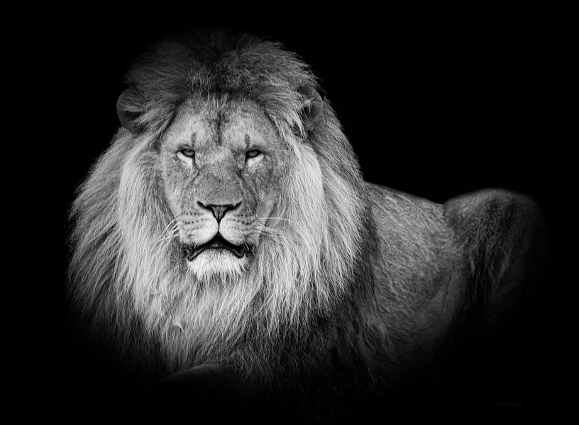 Leeuwen: liggende leeuw in zwart-wit van Marjolein van Middelkoop