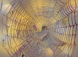 Spider web by JipvanZeist