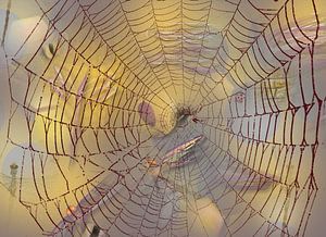 Spinnennetz von AtelierMindYourHead