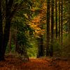 Der Herbst im Wald von Marc Smits