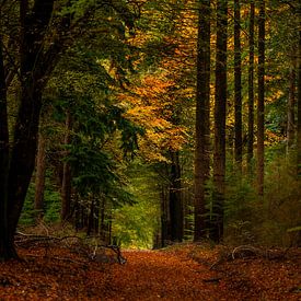 Autumn in the forest by Marc Smits