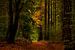 Herfst in het bos van Marc Smits