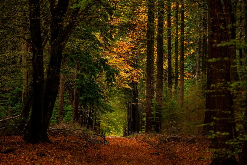 L'automne dans la forêt par Marc Smits