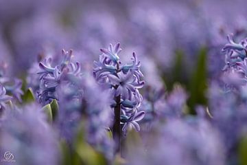 hyacinth (bulb region) by cd_photography