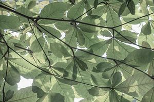 Pastel groen zacht bladerdak, patronen in de natuur art print - boho natuurfotografie van Christa Stroo fotografie