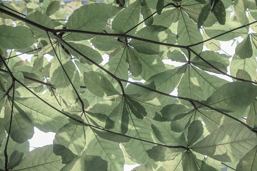 Soft green foliage, patterns in nature. by Christa Stroo photography