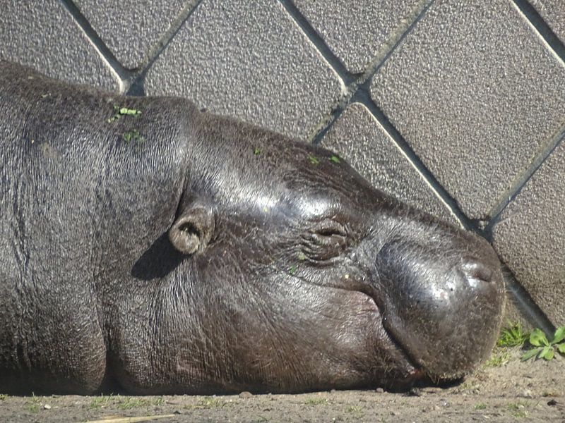 Nijlpaard by Sanne Compeer