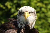 Weißkopfseeadler