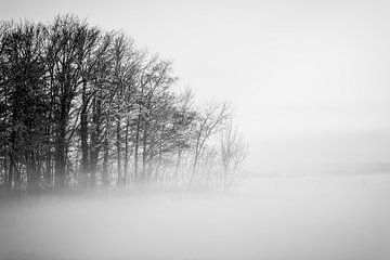 Winter forest in the evening fog in black and white