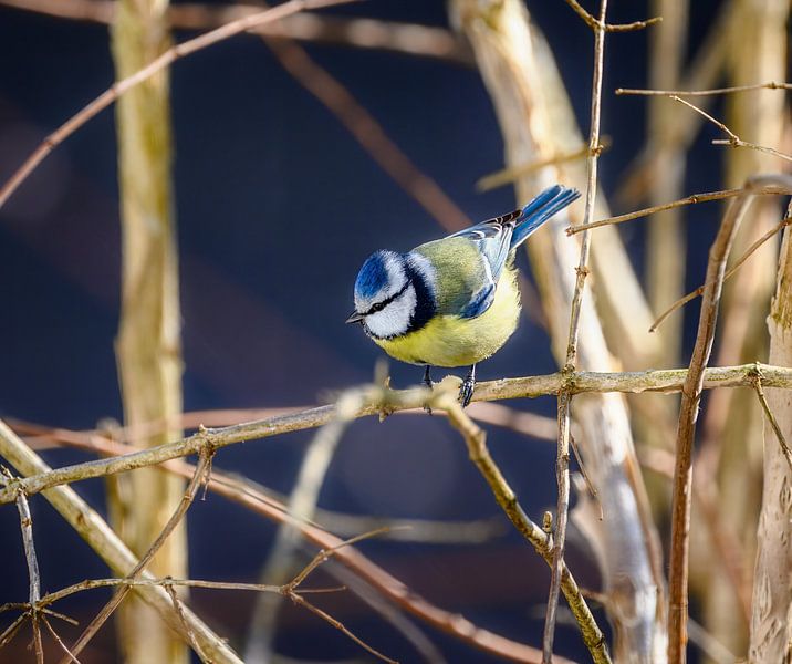 Nahaufnahme von einer Blaumeise auf einem Zweig von ManfredFotos