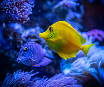 Tropische Fische zwischen Korallen – farbenfrohe Unterwasserfotografie