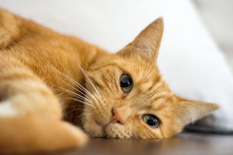 Hij houdt je in de gaten van Douwe van Willigen