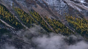 Larch forest on the slope of Fairview Mountain by Timon Schneider