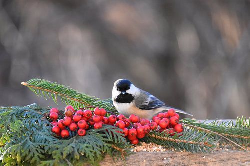 A tit at the feeder