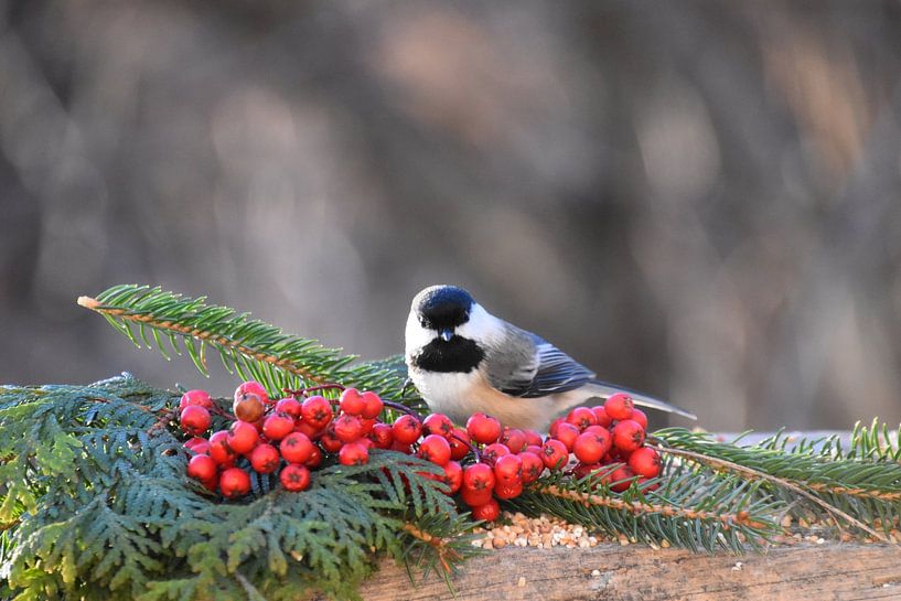 Eine Meise am Futterhäuschen von Claude Laprise