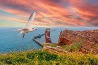 Heligoland seagull on the island
