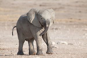 Young elephant after a mud bath by Angelika Stern