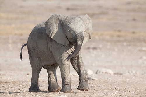 Jonge olifant na een modderbad