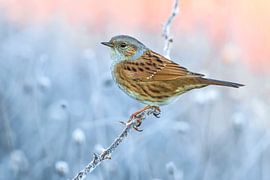 Igel (Prunella modularis) von Beschermingswerk voor aan uw muur