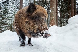 Le sanglier en hiver