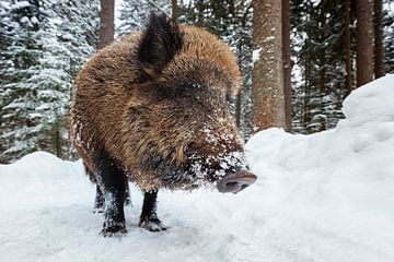 Wild boar in winter by Dieter Meyrl